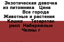 Экзотическая девочка из питомника › Цена ­ 25 000 - Все города Животные и растения » Кошки   . Татарстан респ.,Набережные Челны г.
